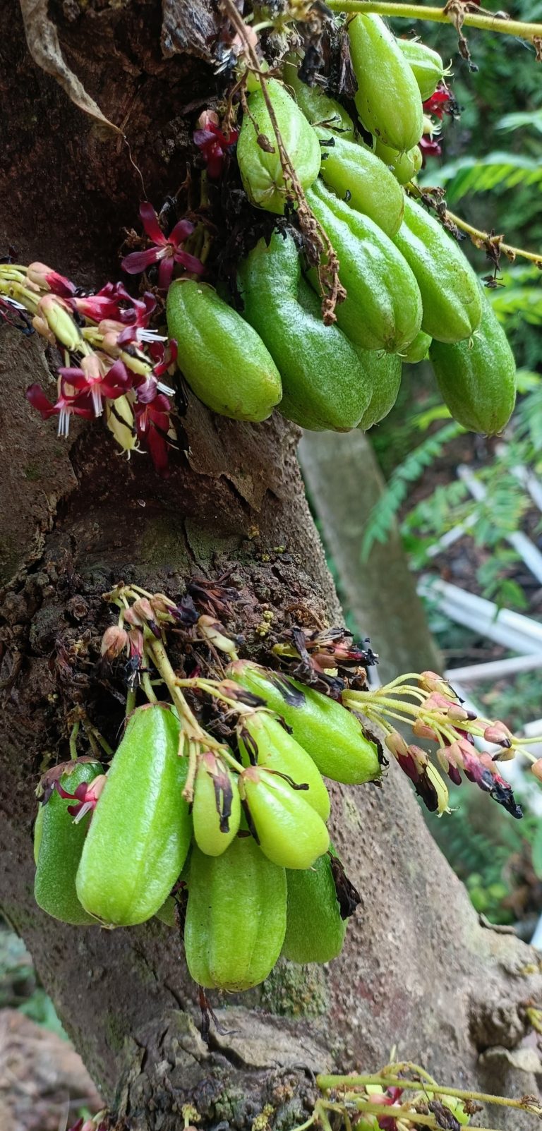 Averrhoa bilimbi commonly known as cucumber tree