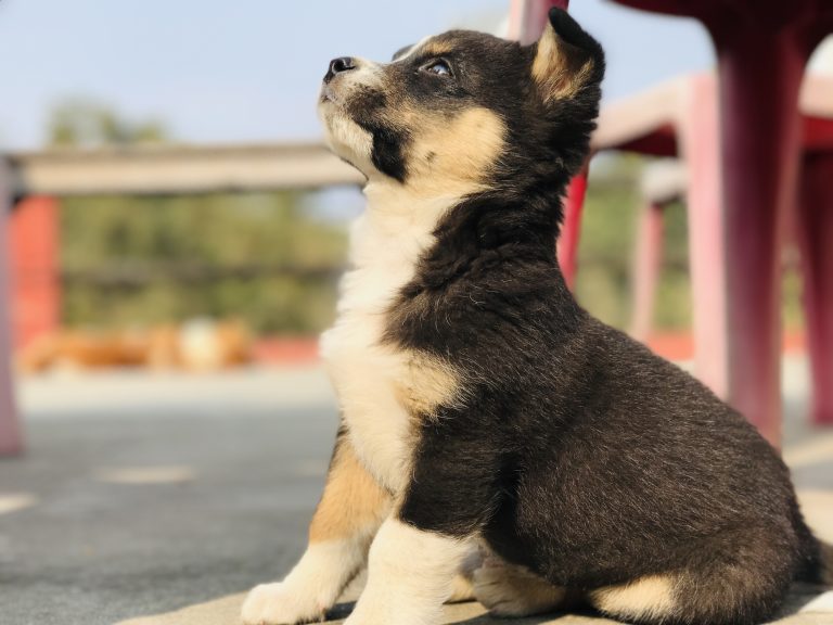 Cute black and brown puppy looking up