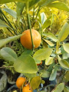 The picture shows a ripe mandarin orange among green leaves. The orange color stands out against the green leaves, making the scene look fresh and beautiful.
