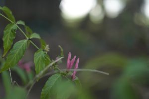 Close-up of unopened pink flower buds on a green leafy branch with a soft-focus background of light bokeh.
