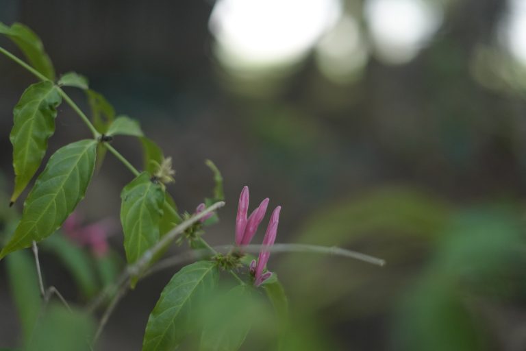 Close-up of unopened pink flower buds on a green leafy branch with a soft-focus background of light bokeh.