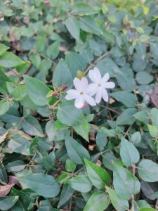 Small pink flowers growing on a green plant