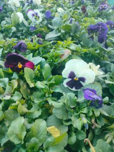 Purple and white pansies
