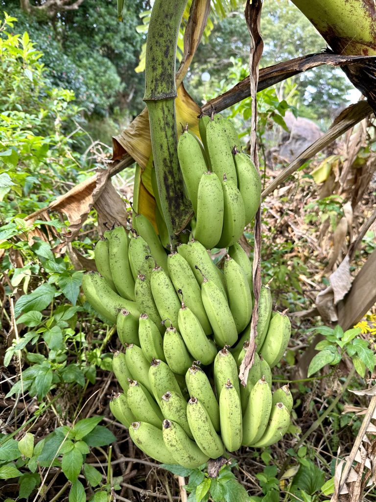 A large bunch of green banana fruit hanging from a banana tree.