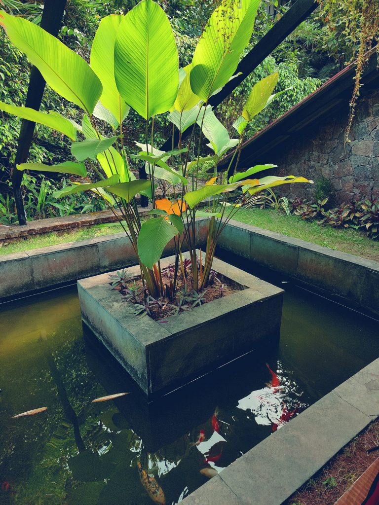 Goeppertia loeseneri, the Brazilian star calathea, in a beautiful pond with fishes.