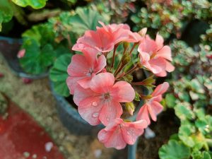 Pink geranium flower