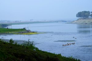 View larger photo: A group of ducks are swimming towards the bank of a river with grass and trees alongside the bank.