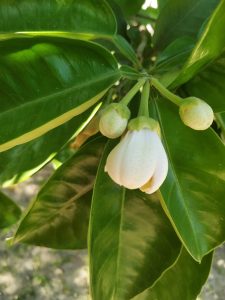 A close-up view of a citrus tree branch with shiny green leaves and a white blossom, along with several developing fruit buds.
