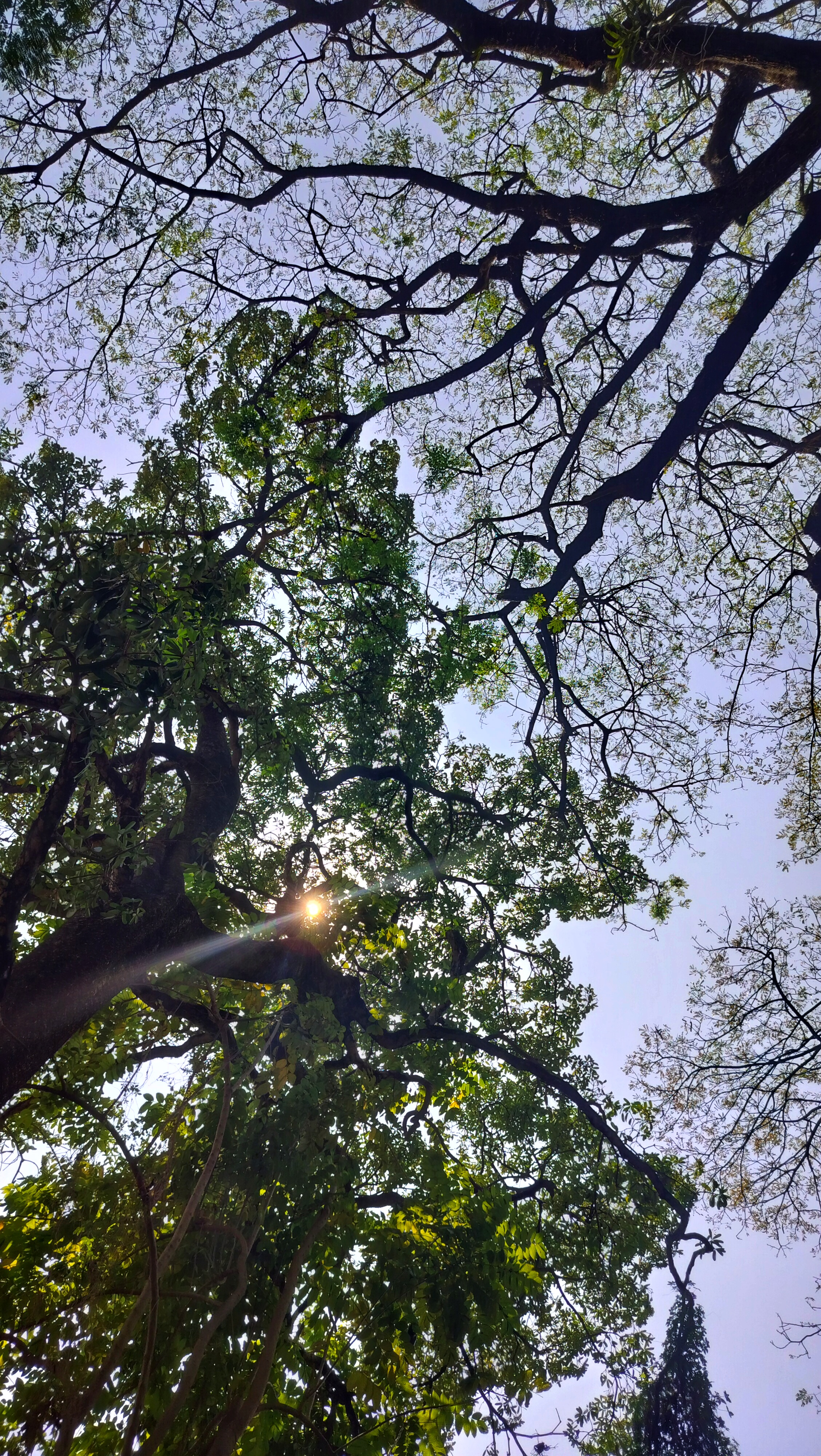 Golden threads of sunlight woven through the green leaves and branches of trees.