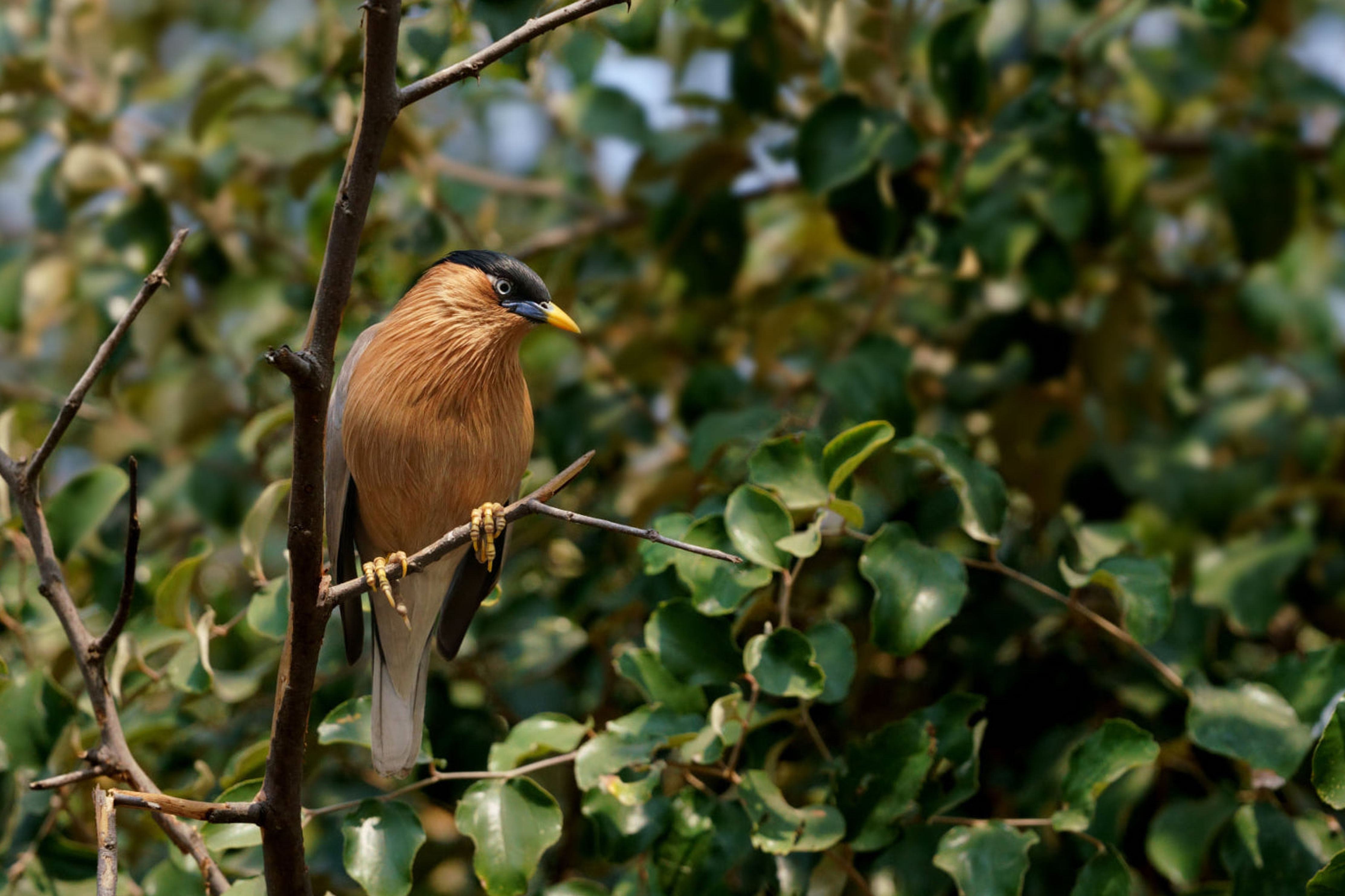 A peaceful moment: a bird sitting on a tree branch