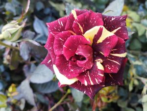 Variegated red and yellow rose