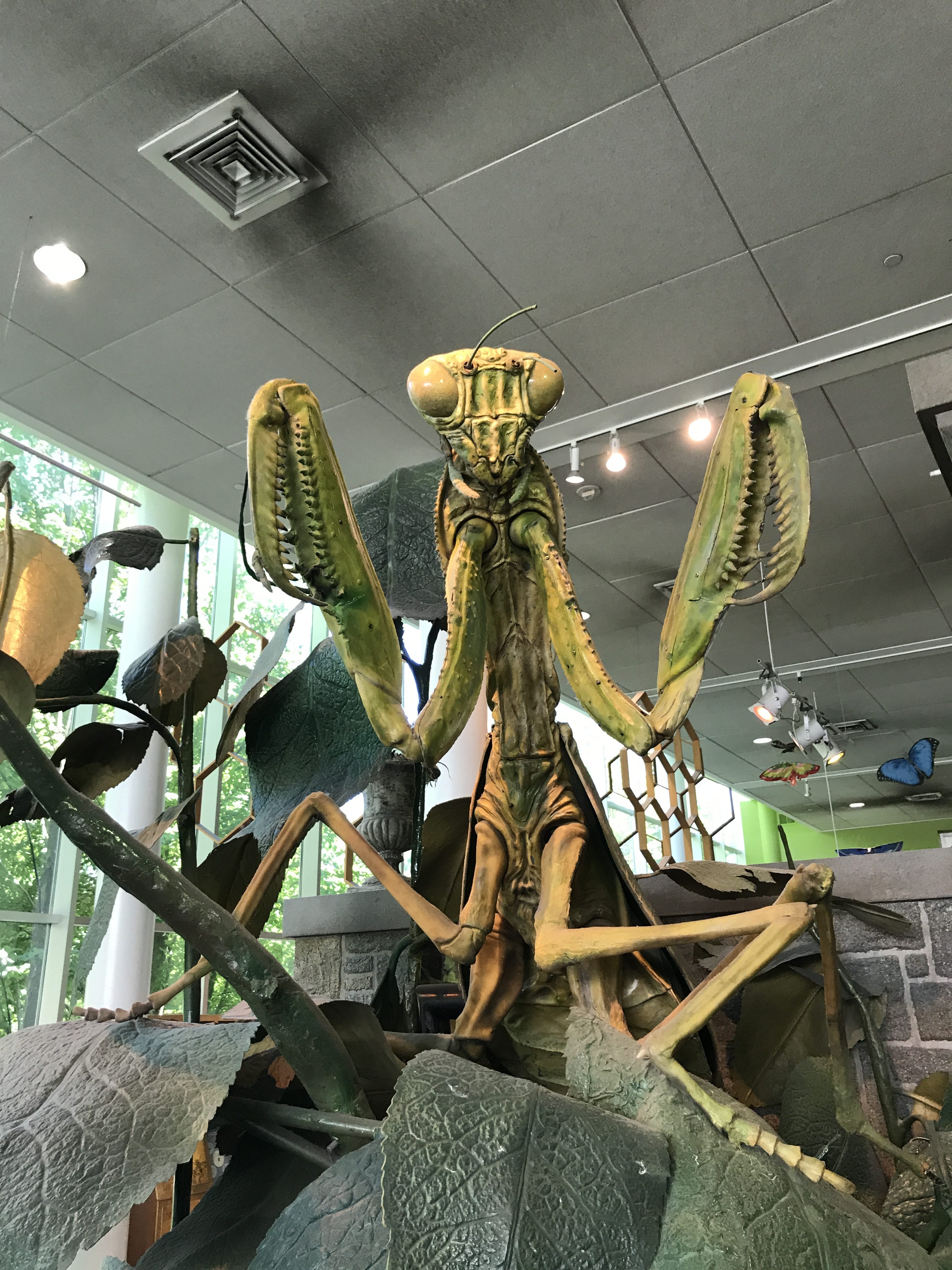 A massive depiction of a praying mantis at the Pacific Science Center, in Seattle Washington.