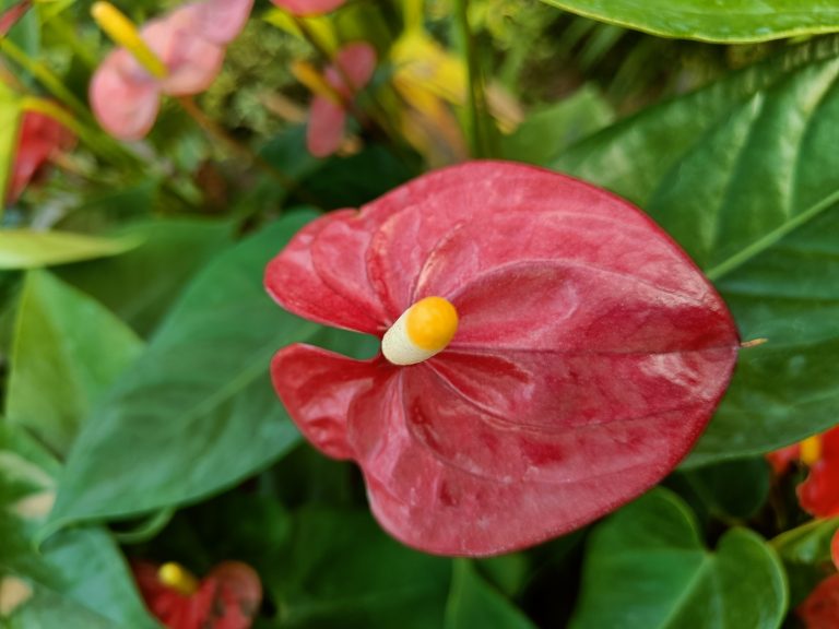 Red Anthurium