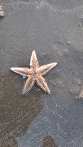 Starfish in Cox’s Bazaar Beach, Bangladesh.
