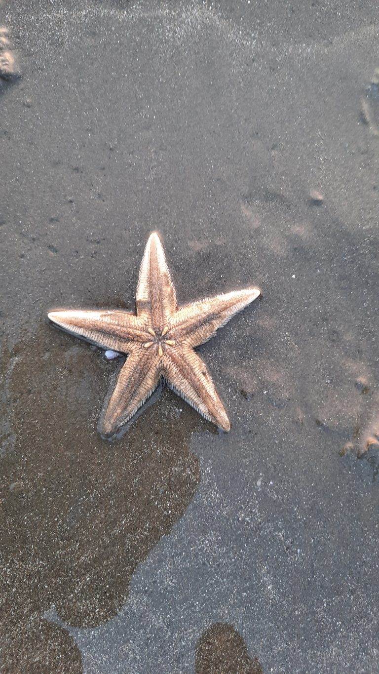 Starfish in Cox’s Bazaar Beach, Bangladesh.