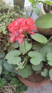 A vibrant red geranium flower in full bloom, with lush green leaves, in a terracotta pot, indicative of a well-tended garden.
