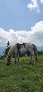 A white horse is eating grass in a grassland with a beautiful cloudy sky in the background.