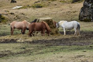 White and brown Icelandic horses grazing on a hillside
