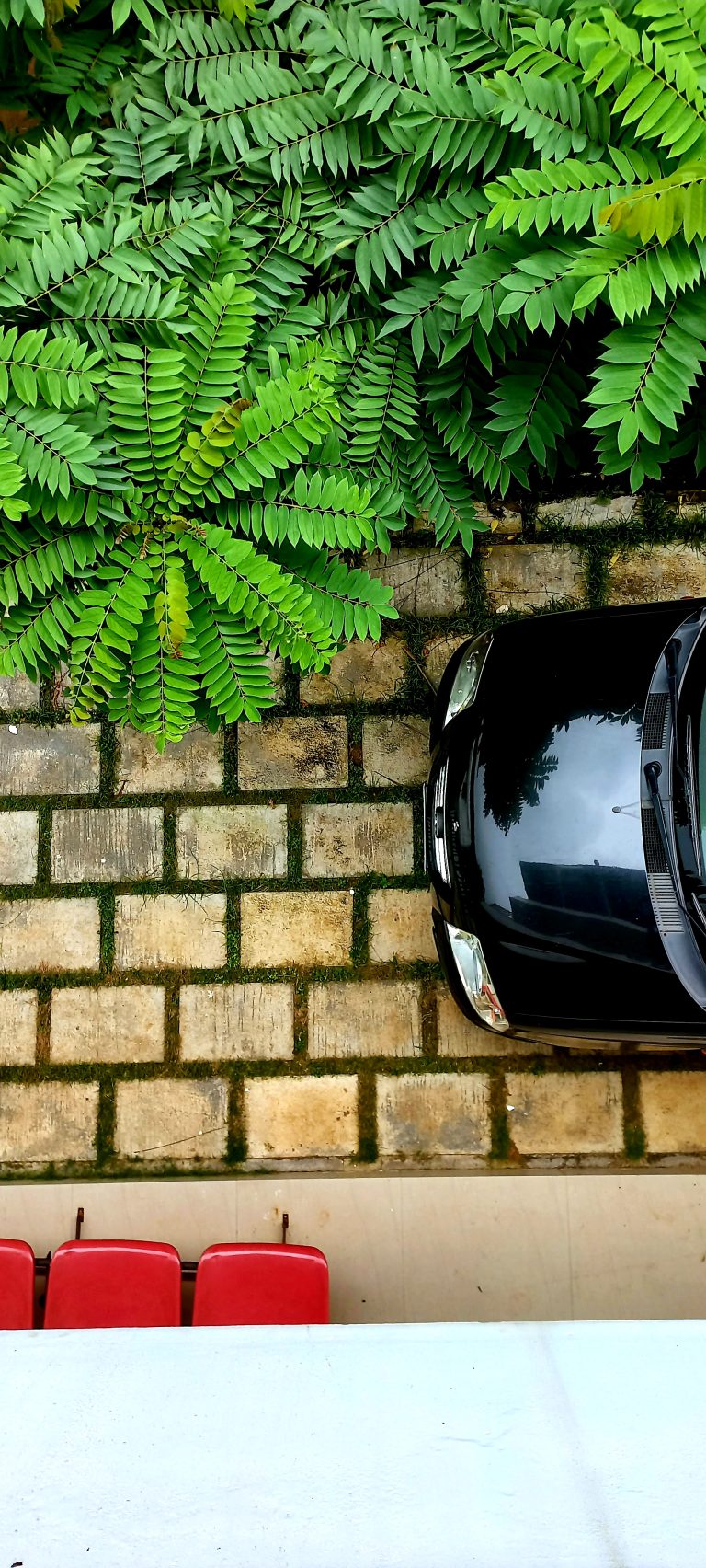 Aerial view of the hood of a black car surrounded by green leaves.