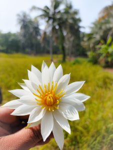 Hand holding a white lotus flower with yellow stigma against a blurred background of a field.