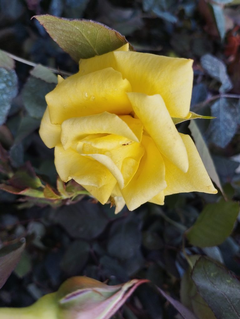 Yellow rose sprinkled with small dew drops