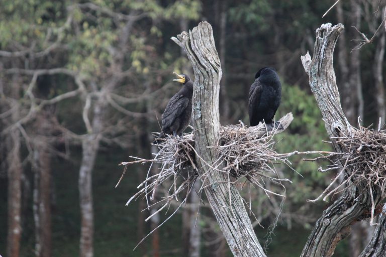 Birds on a branch in a peaceful forest, a harmonious moment in nature.