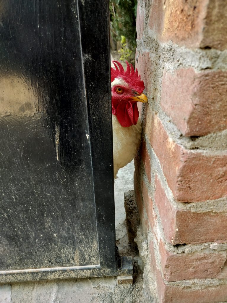 Image of a brown hen standing on a black gate, peering through a small gap in a gate