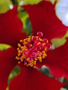 Close-up shot of a hibiscus flower.