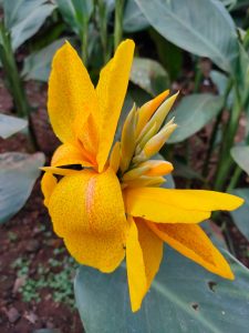 Yellow Chafa flower flecked with orange speckles, nestled against its foliage.
