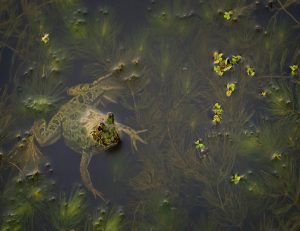 Curious frog peeking above the water’s surface.
