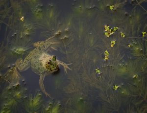  Curious frog peeking above the water’s surface.
