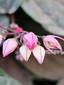 Asian bleeding heart flower buds in pinkish color
