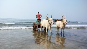 A bullock cart is patiently waiting on the beach to transport a boat onto it.