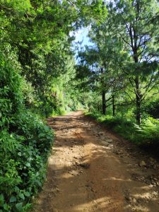 Off-road track winding through a picturesque forest in Munnar, Kerala, India.