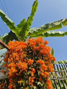 An orange-colored flower is in the foreground with banana plant leaves in the background.