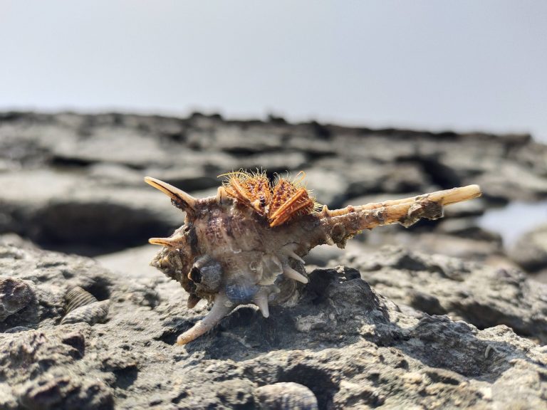 A close up of a shell on a rocky surface