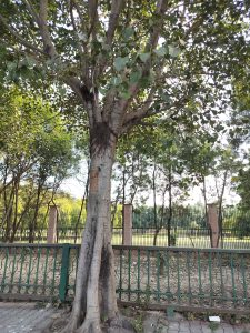 Huge sacred fig or Peepal tree grows flanked by metal fence railings on the edge of a park.