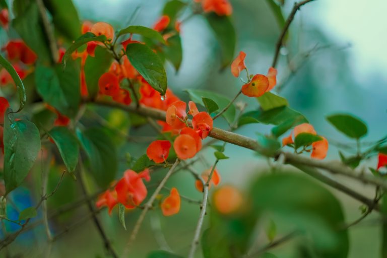 Red Chinese hat flowers against blurred green foliage in a beautiful morning.