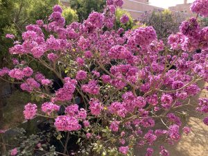 Pink flowers in full bloom, showcasing their delicate petals and vibrant color.