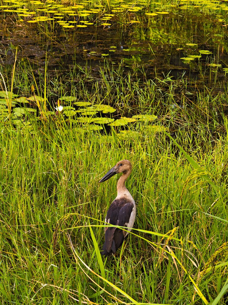 A bird is looking for prey in the bank of the pond.