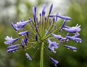 Water droplets on flower.