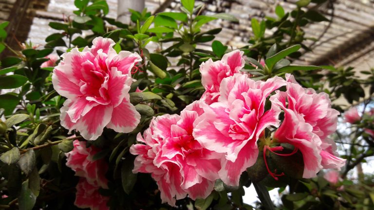 Pink flowers