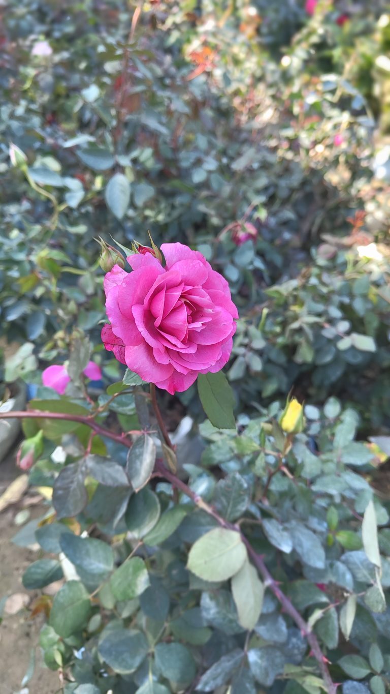 A single pink rose growing in a garden