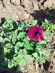 A vibrant magenta flower, surrounded by green foliage, growing in soil.