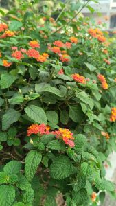 Close view of West Indian Lantana flower, a small orange flower with light green leaves
