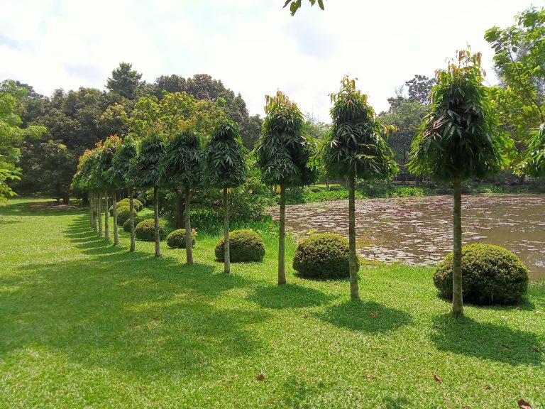 A serene garden scene with a row of trees basking in the warm sunlight.