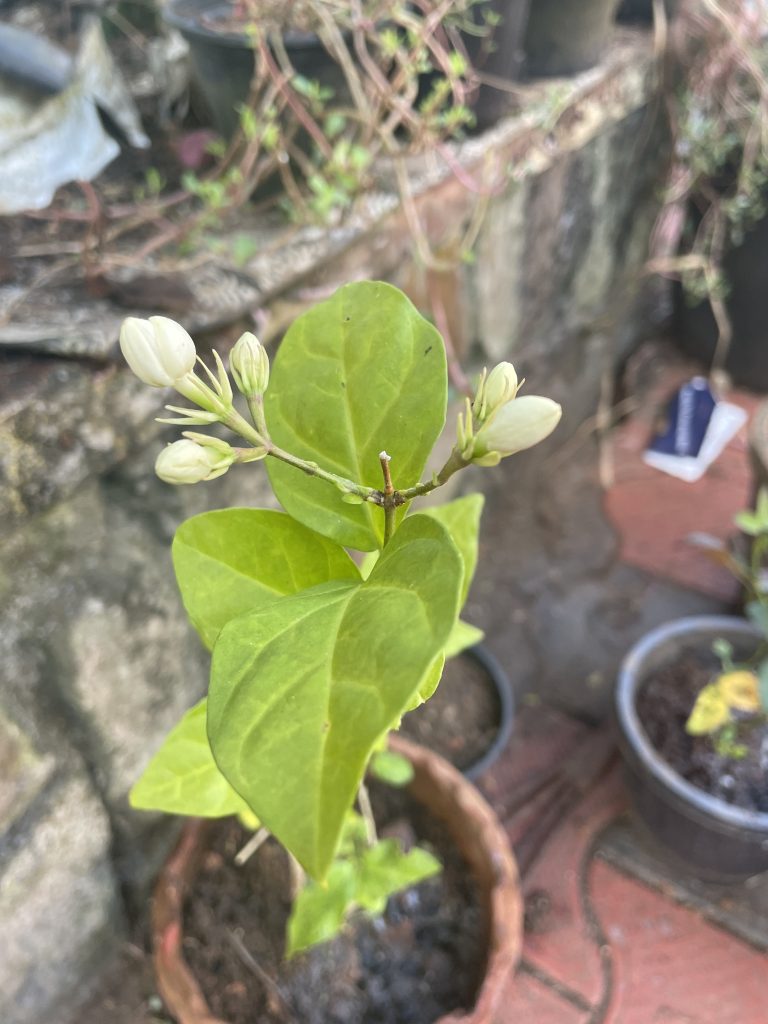 A flower bud awaiting to blossom.