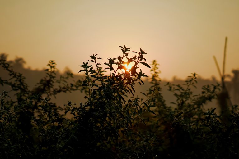 Bushes shining with golden sunlight.