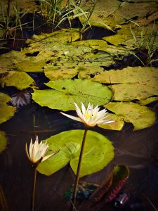 Water lilies on a pond covered by its leaves and grass. 