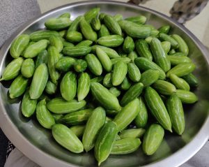 Fresh Ivy Gourd from the home garden.